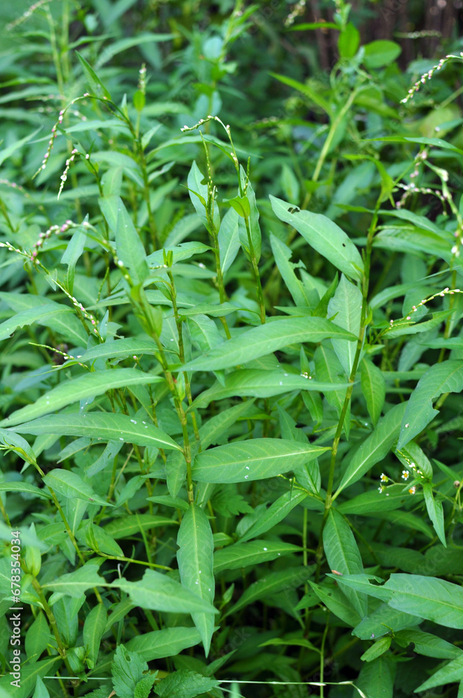 Persicaria hydropiper grows in the wild Persicaria hydropiper grows in the wild