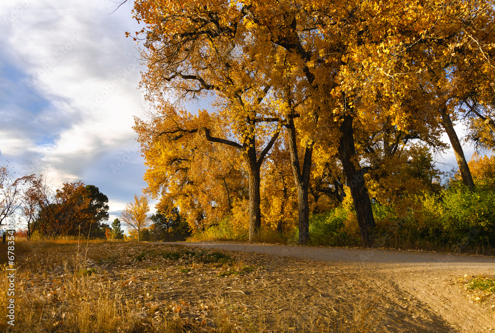 The High Line Canal Trail in Denver, Colorado with majestic old Cottonwood trees lining the path in the Fall Season.