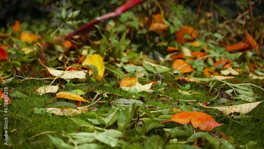 Raking autumn leaves in the garden Raking autumn leaves in the garden