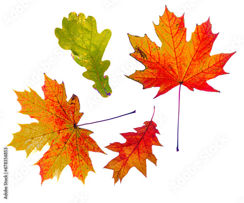 Color autumn leafs with white clean background