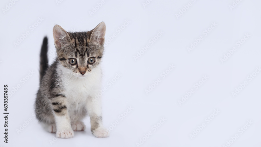 Cute kitten on white background. Copy space for text. Pet shop. Close up portrait of a cute cat. Tiny Kitten sitting and looking forward. Pet care concept. Copy space. World pet day. Banner. 
