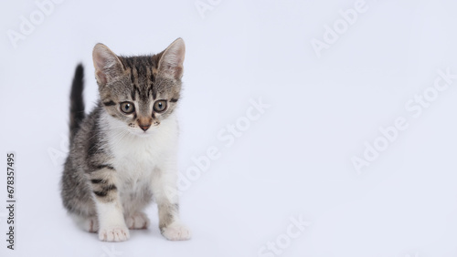 Cute kitten on white background. Copy space for text. Pet shop. Close up portrait of a cute cat. Tiny Kitten sitting and looking forward. Pet care concept. Copy space. World pet day. Banner.  © Mariia