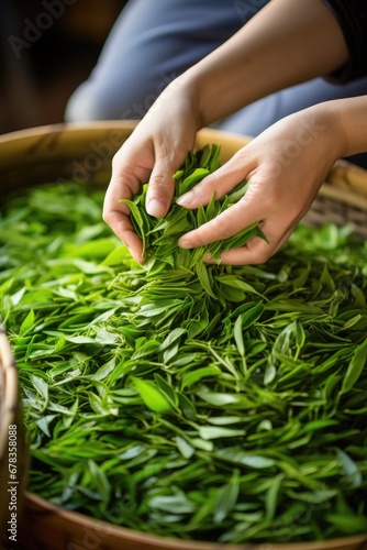 Man hands holding green tea leaves. AI Generated