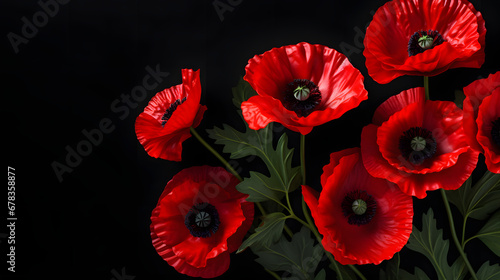 Red poppies on black background. Remembrance Day, Armistice Day symbol © Prasanth