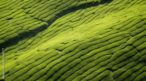 Green tea plantation, top view texture