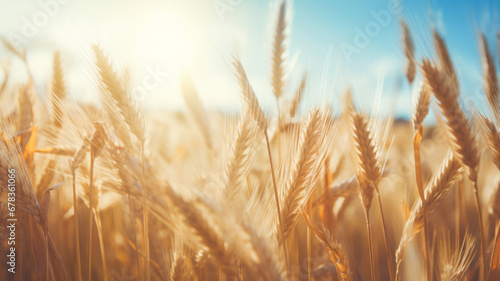Vibrant Golden Wheat Under Sunlight
