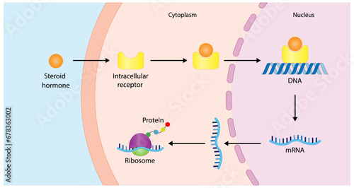 Steroid hormones mechanism of action. Steroids Bind to an intracellular receptor. Hormone-receptor complex activate gene transcription in the nucleus, followed by protein synthesis. Vector diagram photo