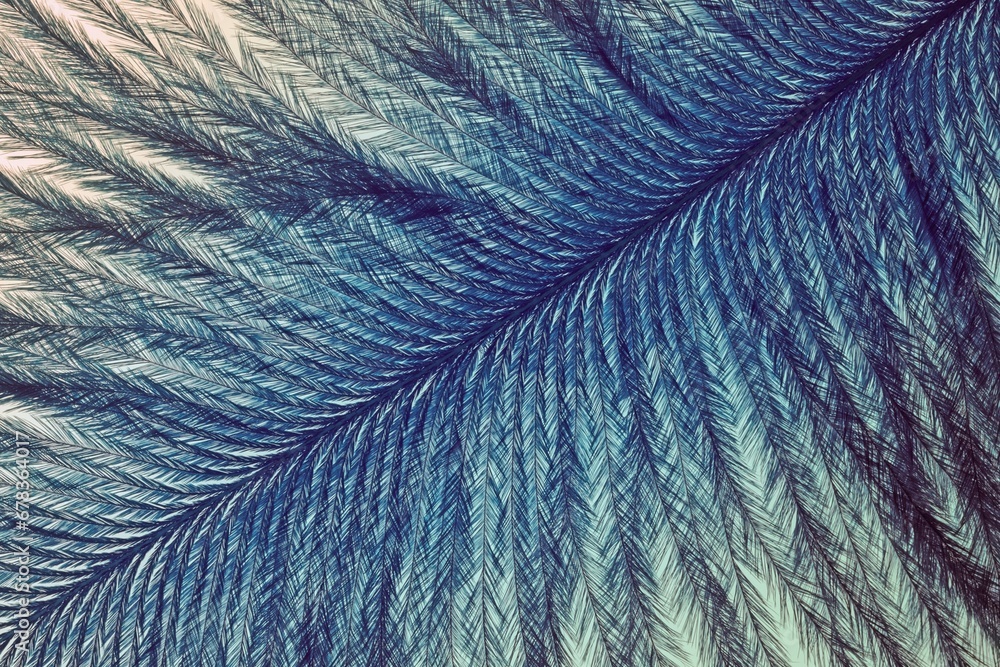 Fototapeta premium structure of a bird's feather