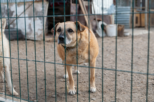 Stray dog in animal shelter waiting for adoption. Portrait of homeless dog in animal shelter cage..