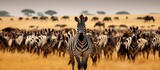 vast wilderness of Africas Maasai Mara the mesmerizing patterns of natures landscape unveil an insane spectacle the great migration of wildebeest as zebras with their striking stripes add t
