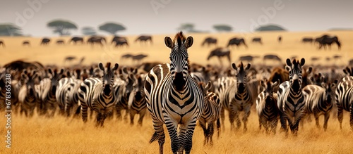 vast wilderness of Africas Maasai Mara the mesmerizing patterns of natures landscape unveil an insane spectacle the great migration of wildebeest as zebras with their striking stripes add t