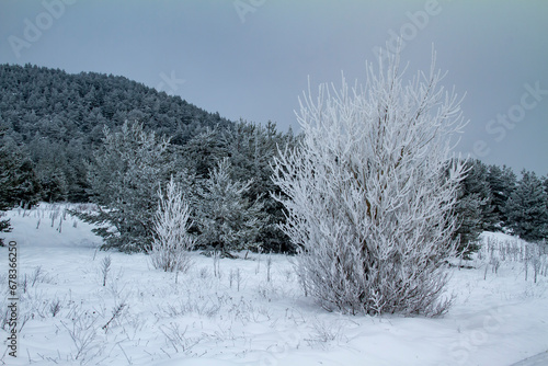 snow covered trees photo
