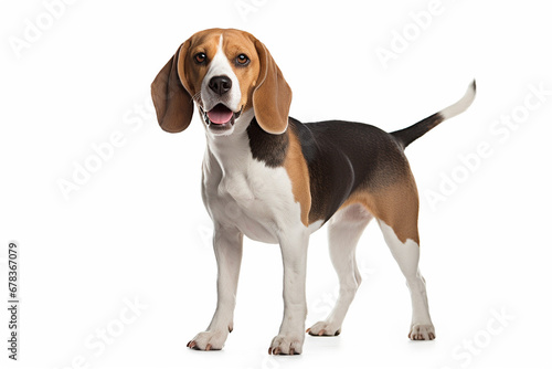 photo with white background of a beagle dog