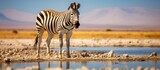 vast Etosha National Park located in Namibia Africa a thirsty zebra from a large herd roaming the arid desert was spotted drinking from the dry waterhole at the famous Pan amidst the captiv