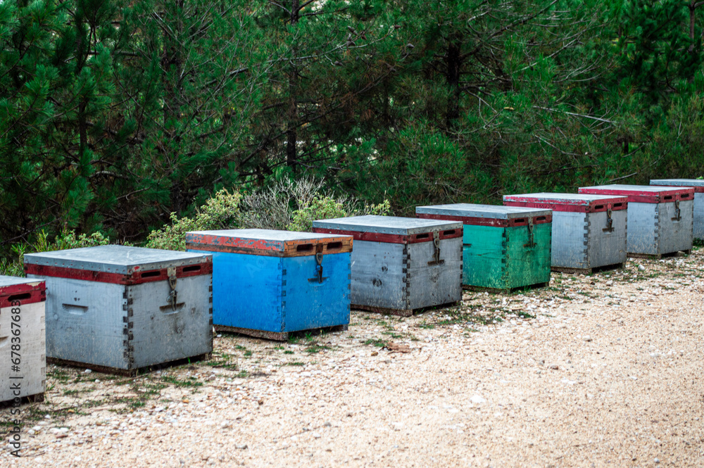 bee hives in the field bee hives in the field