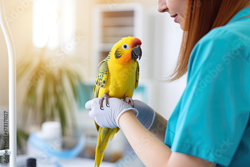 Veterinarian examining parrot in clinic, closeup