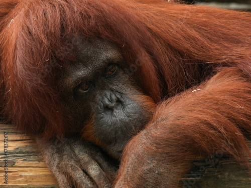 Captive young orangutan near Tampa, Florida