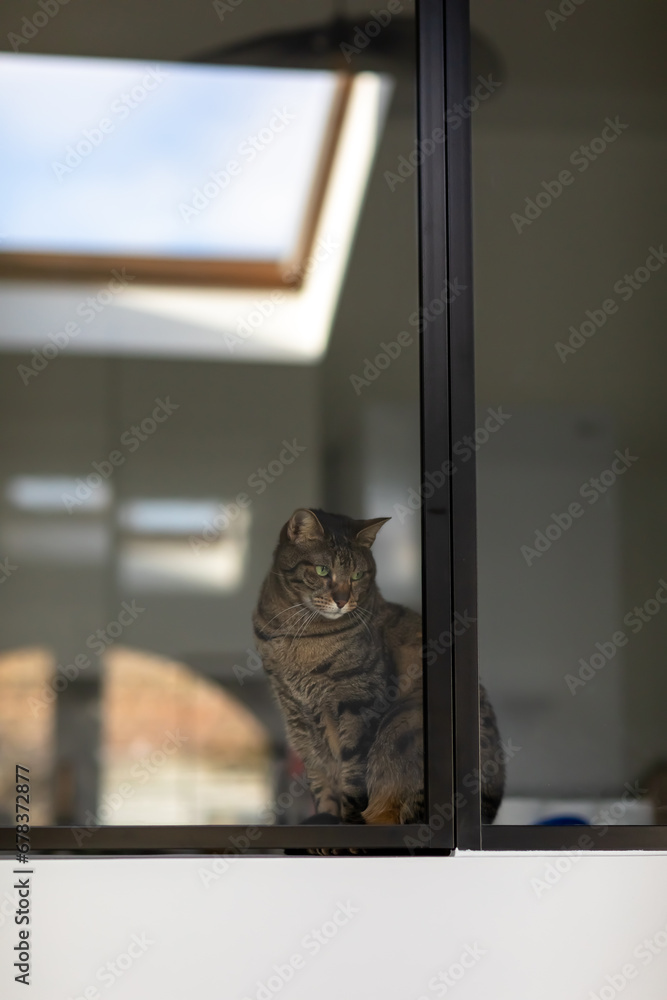 Closeup of a cat looking outside through a large glass window