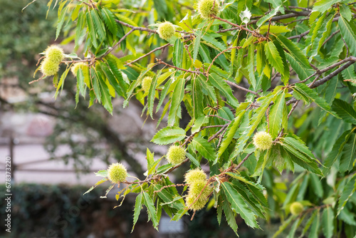 Chestnuts in their peel