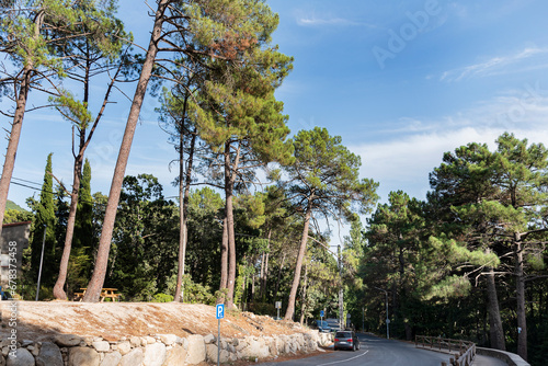 Winding road among pines background
