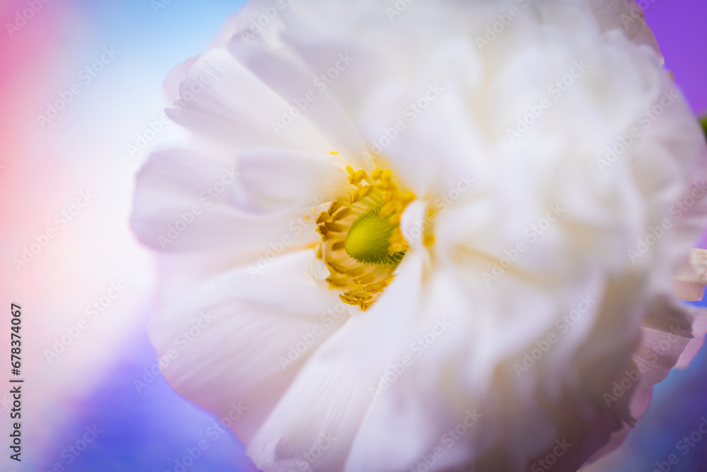 Obraz premium Apfelblüte