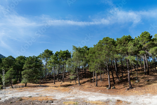 Rural countryside with pines