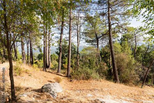 Rural countryside with pines