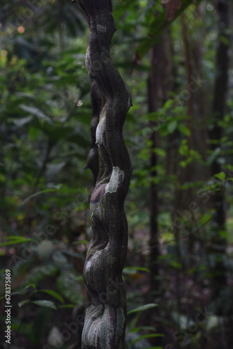 Amazon rainforest jungle vine  © Rich