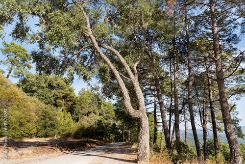 Rural countryside with pines