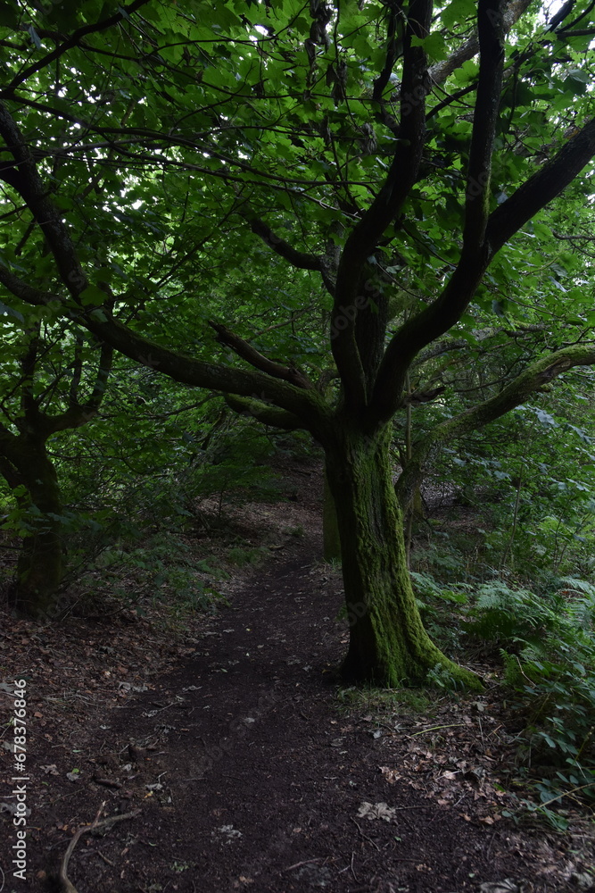 Obraz premium a walk through the clent hills