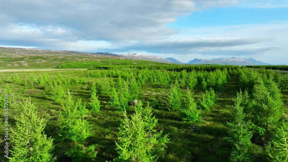 Coniferous forest in Iceland aerial view. Drone fly over green pine trees and treetops at summer season. Wind moves and rustles the branches in the forest. Coniferous forest in Iceland aerial view. Drone fly over green pine trees and treetops at summer season. Wind moves and rustles the branches in the forest.