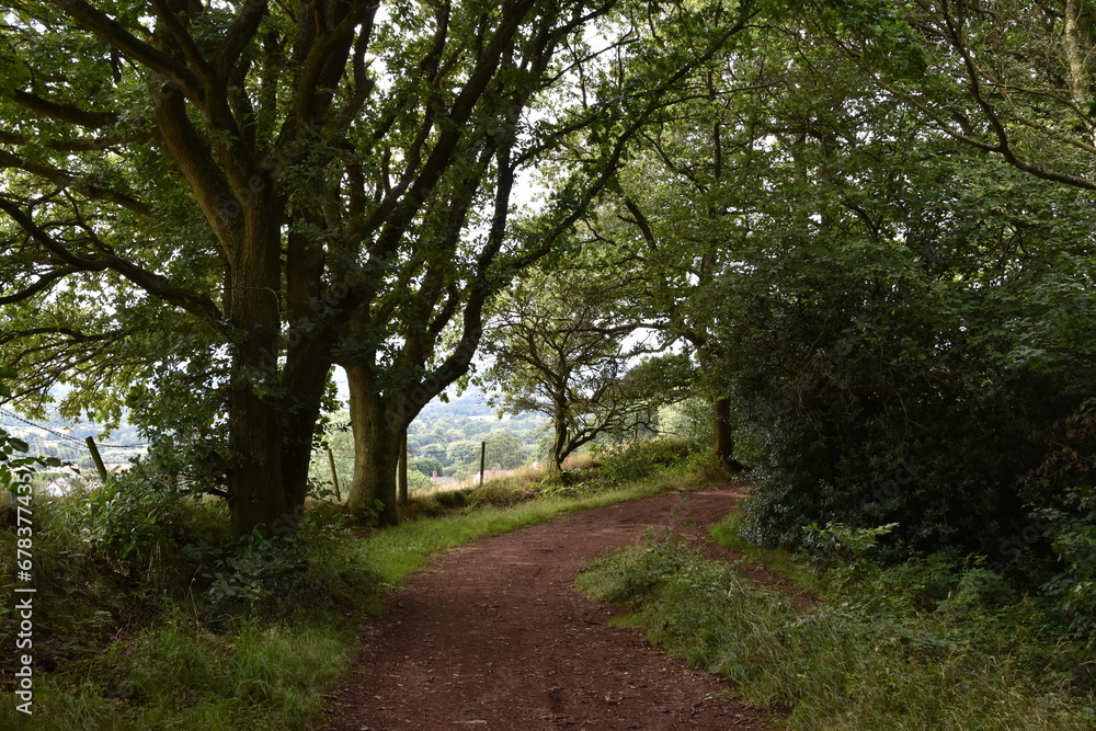 Fototapeta premium a walk through the clent hills