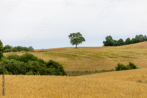 Samotne drzewo na polu uprawnym  © Obserwatornia.pl