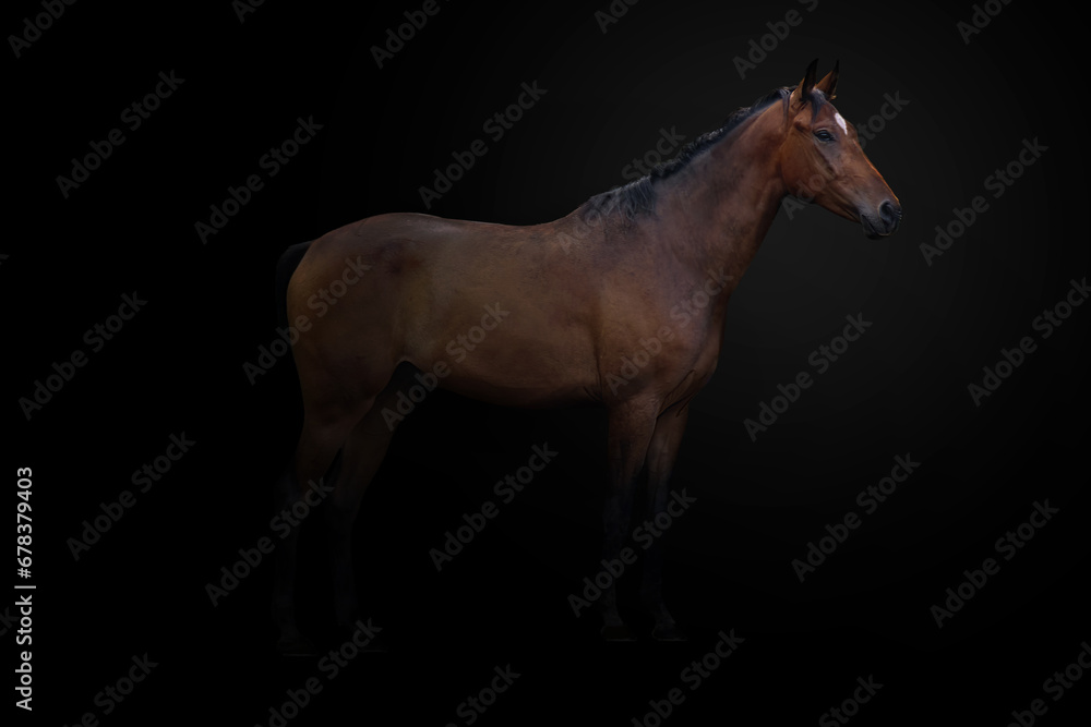 Fototapeta premium Single chestnut horse isolated on a black background
