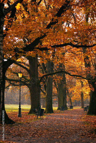 Krajobraz jesienny w parku i poranne miłe światło, aleja parkowa przy wschodzie słońca, Żywiec, Polska 