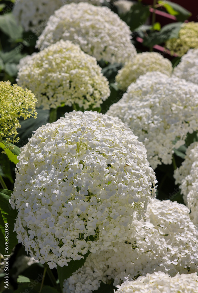 closeup of a beautiful white hydrangea in garden closeup of a beautiful white hydrangea in garden