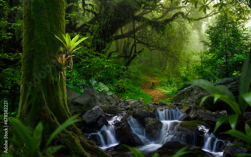 Tropical rain forest with river