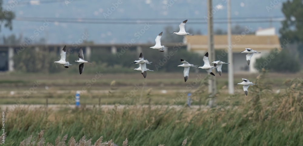 Group of pied avocets in flight over the marshes of the Ebro delta