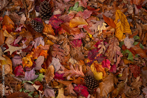 Pile of Colorful Autumn Leaves and Pine Cones