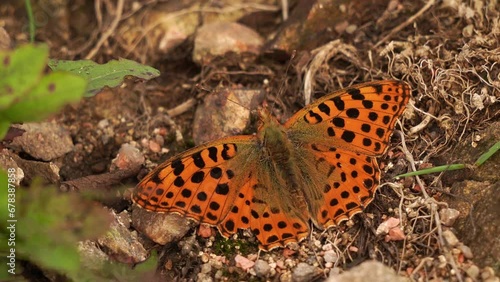 A Queen of Spain fritillary (Issoria lathonia) sitting on the ground photo