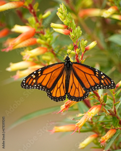 Monarch Butterfly on Firebush