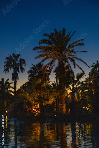 Palmen bei Nacht