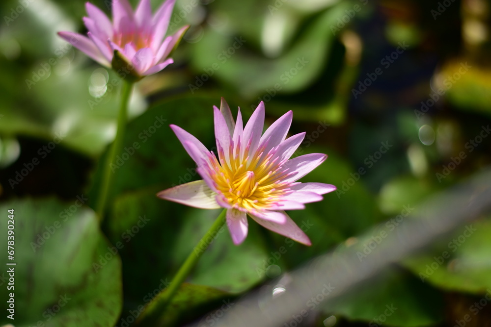 pink lotus flower in the garden pink lotus flower in the garden