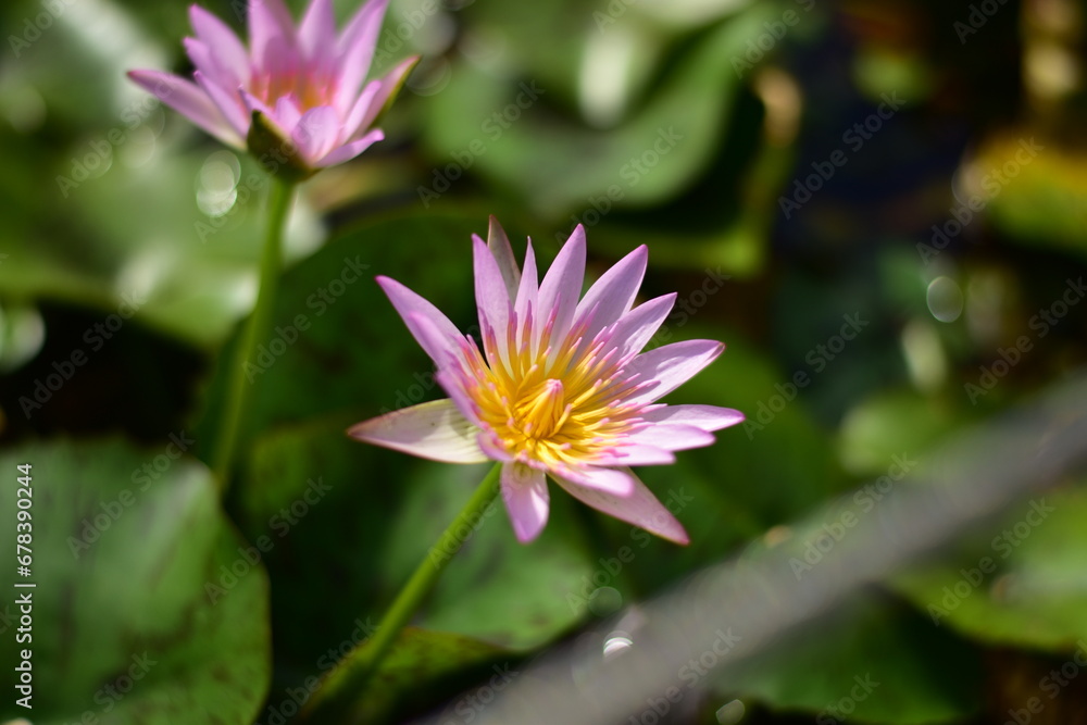 pink lotus flower in the garden