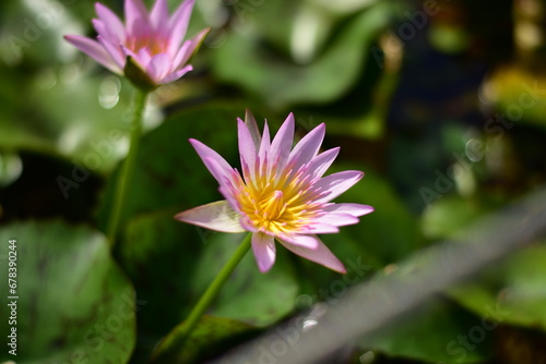 pink lotus flower in the garden