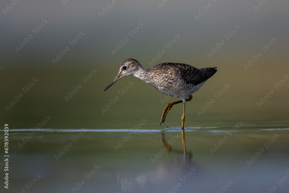 Wood sandpiper walking in shoal water Wood sandpiper walking in shoal water