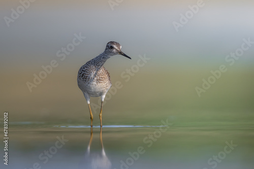 Wood sandpiper bird Triga glareola standing in shallow water looking at camera
