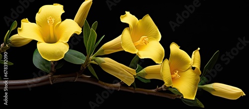 Yellow trumpet shaped flower photo