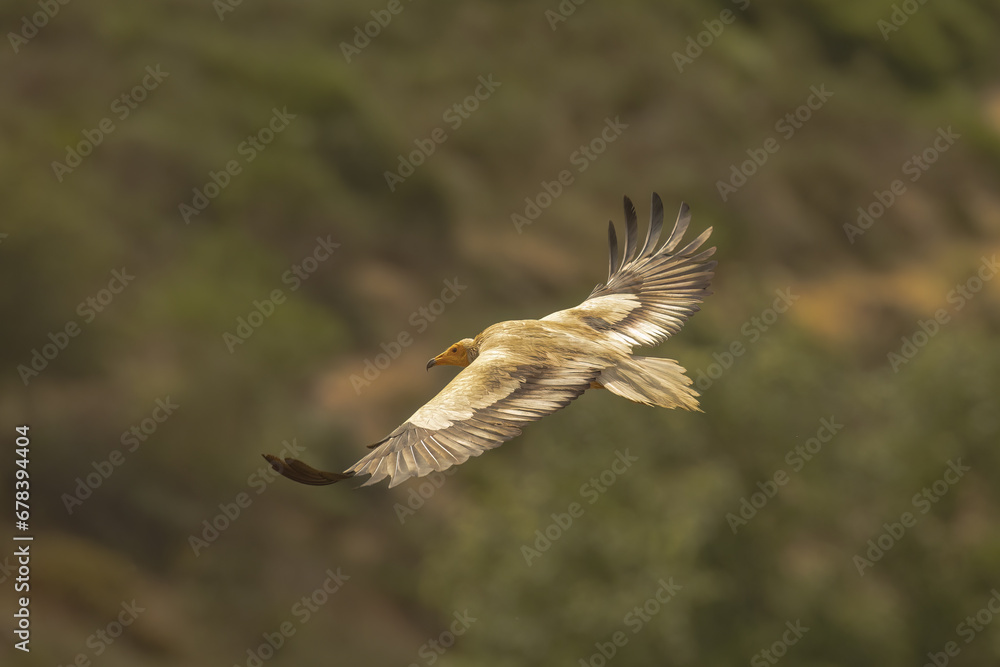 Majestic Eagle Soaring Over Scenic Landscape Majestic Eagle Soaring Over Scenic Landscape