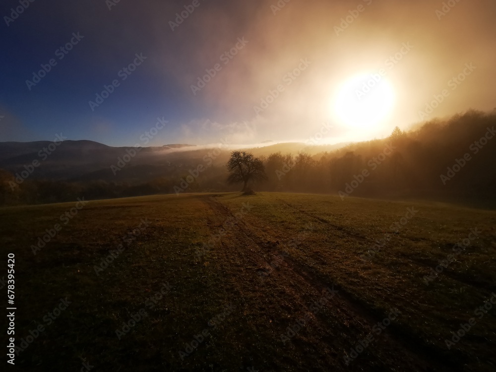 Single tree in the beautiful sunny fog at sunrise, natural background with sun rays through the mist on sunny autumn morning Single tree in the beautiful sunny fog at sunrise, natural background with sun rays through the mist on sunny autumn morning